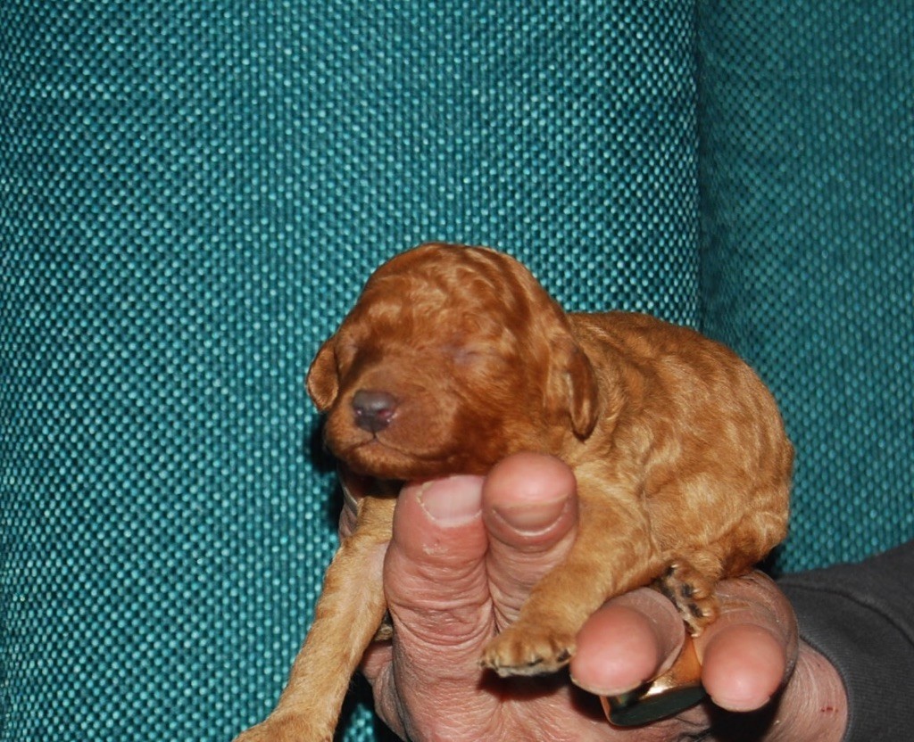 Zadatis - Chiots disponibles - Caniche