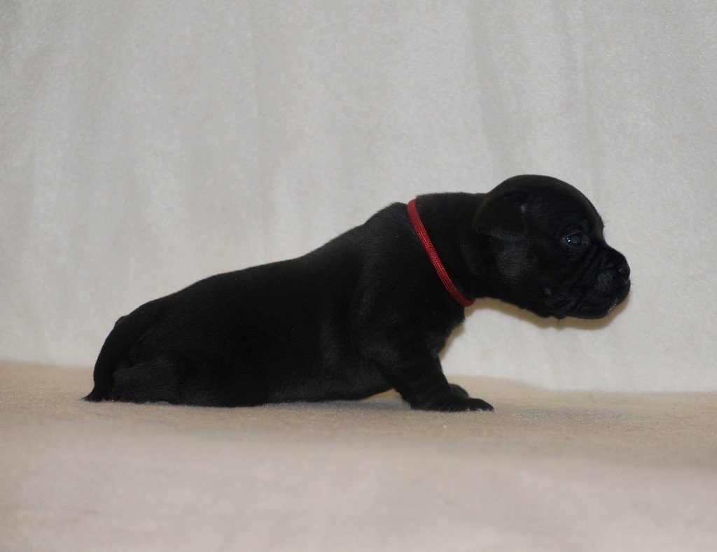 Zadatis - Chiots disponibles - Staffordshire Bull Terrier