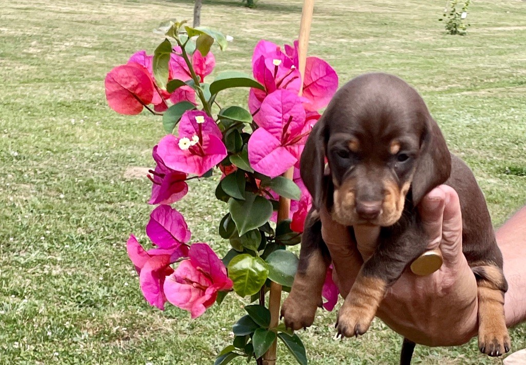 Zadatis - Chiots disponibles - Teckel poil ras