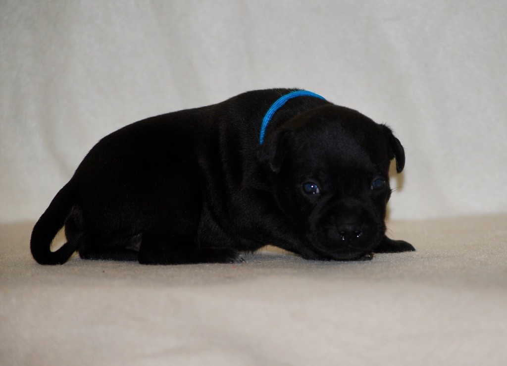 Zadatis - Chiots disponibles - Staffordshire Bull Terrier