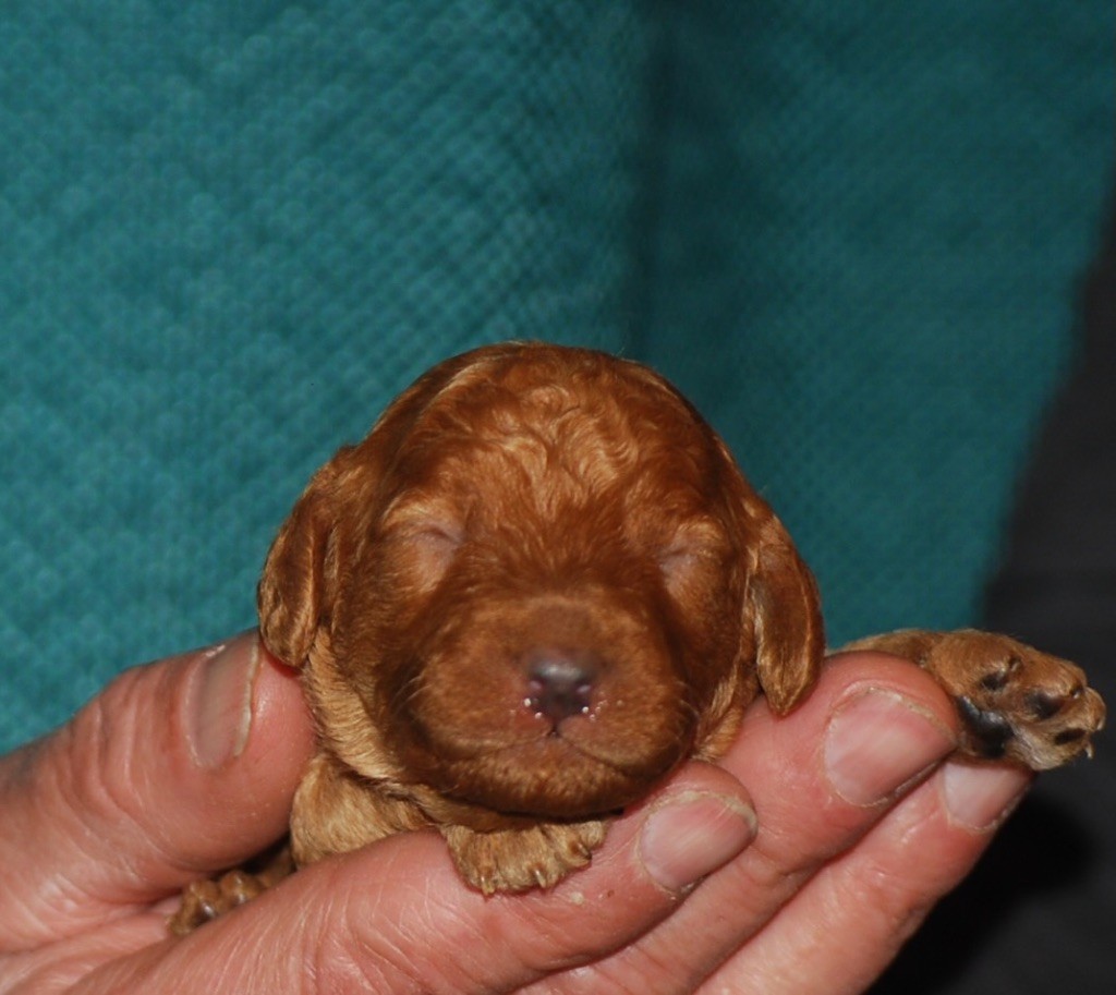 Zadatis - Chiots disponibles - Caniche