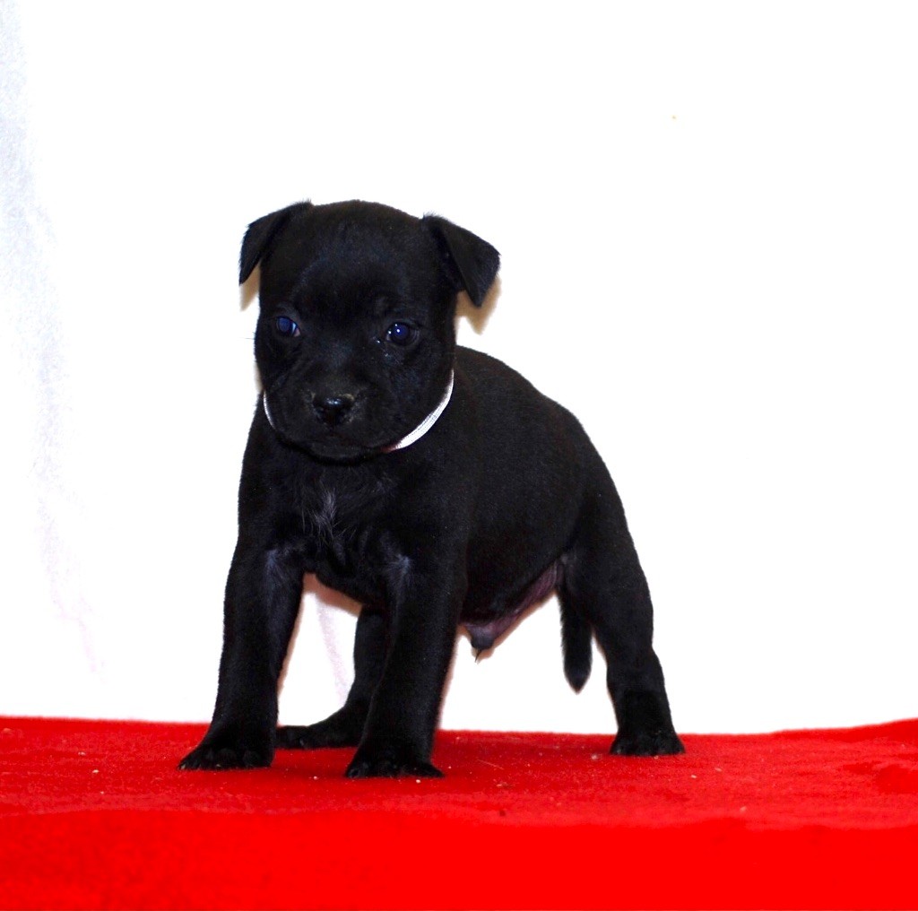 Zadatis - Staffordshire Bull Terrier - Portée née le 20/09/2025