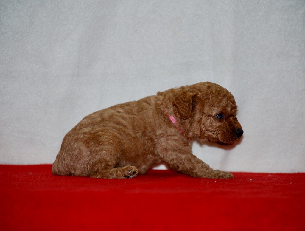 Zadatis - Chiots disponibles - Caniche