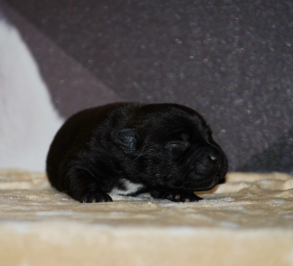 Zadatis - Chiots disponibles - Staffordshire Bull Terrier