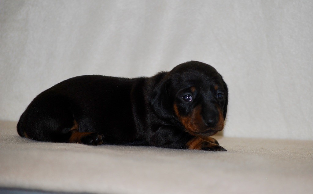 Chiot Teckel poil ras Zadatis