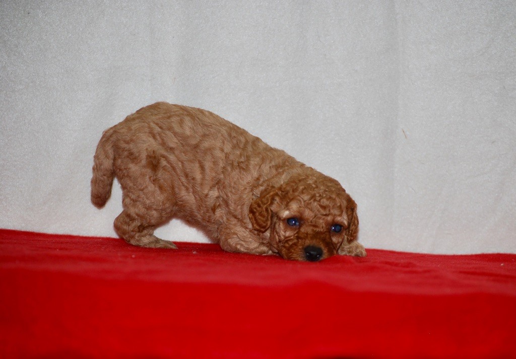 Chiot Caniche Zadatis