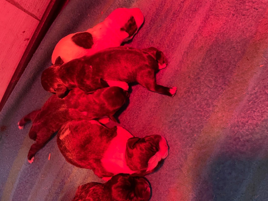 Zadatis - Chiots disponibles - Staffordshire Bull Terrier