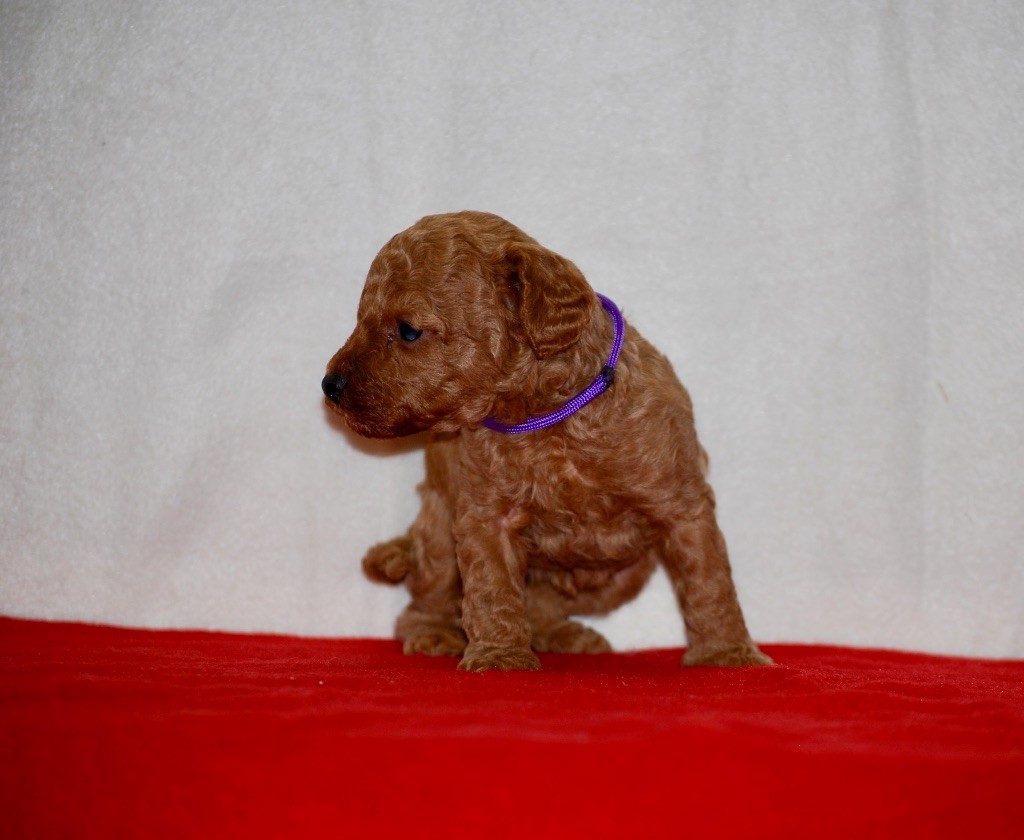 Zadatis - Chiots disponibles - Caniche