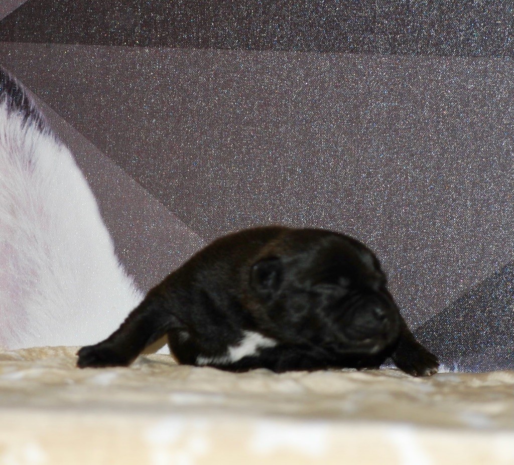 Zadatis - Chiots disponibles - Staffordshire Bull Terrier