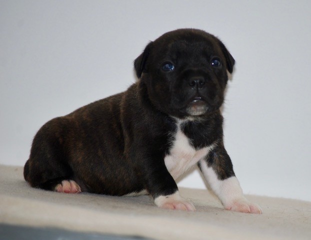 Zadatis - Chiots disponibles - Staffordshire Bull Terrier