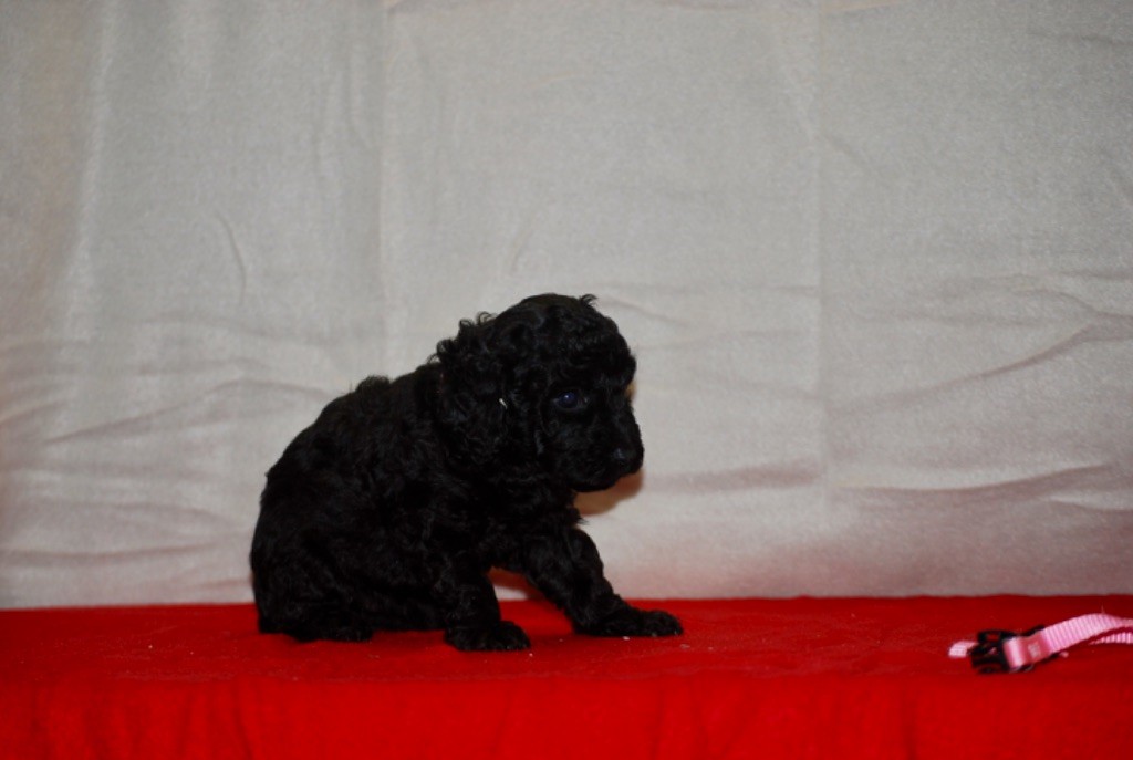 Zadatis - Chiots disponibles - Caniche
