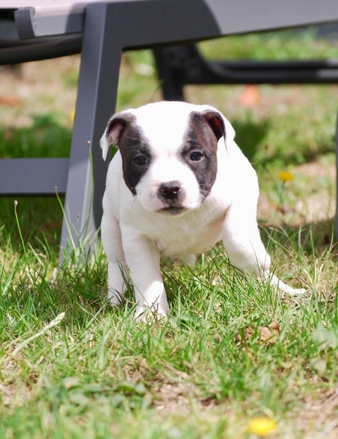 Zadatis - Chiots disponibles - Staffordshire Bull Terrier