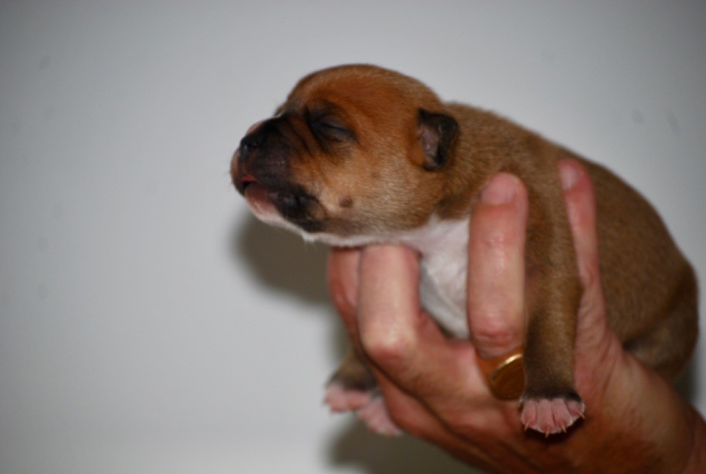 Zadatis - Chiots disponibles - Staffordshire Bull Terrier