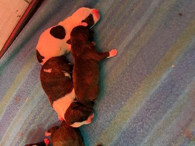 CHIOT