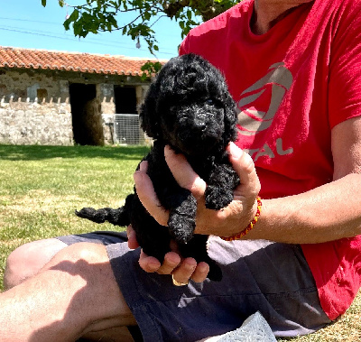CHIOT