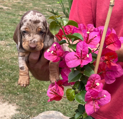 CHIOT 2