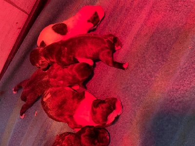 CHIOT