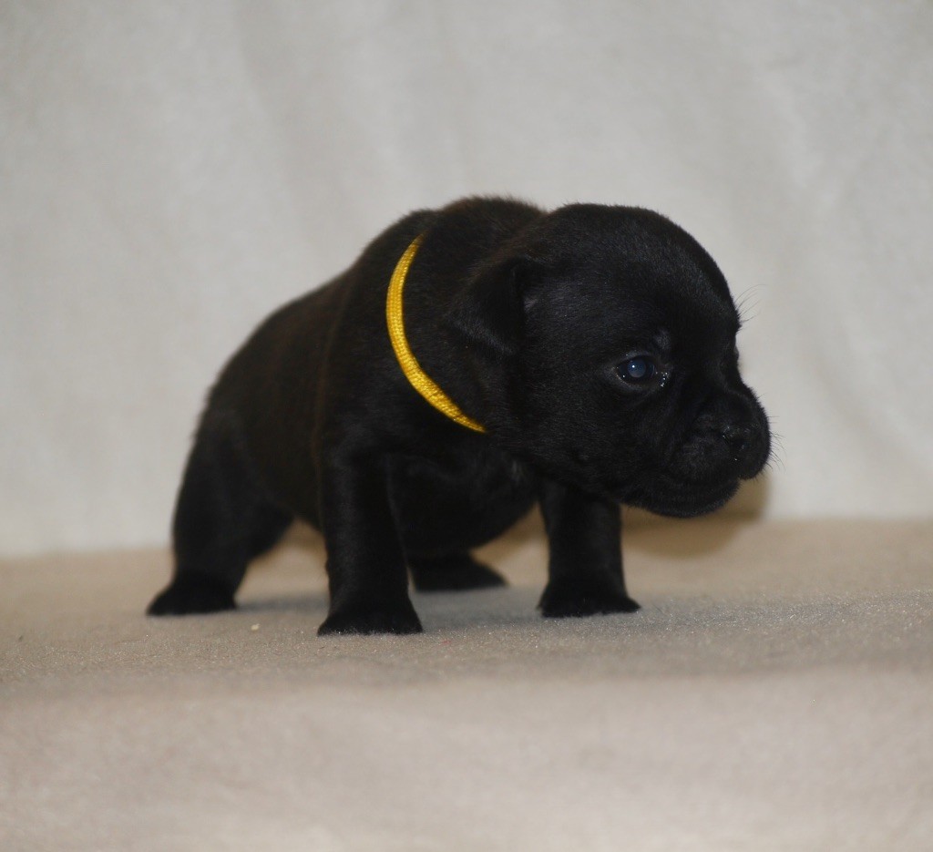 Chiot Staffordshire Bull Terrier Zadatis