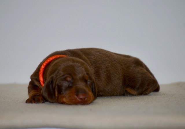 Zadatis - Chiots disponibles - Teckel poil ras