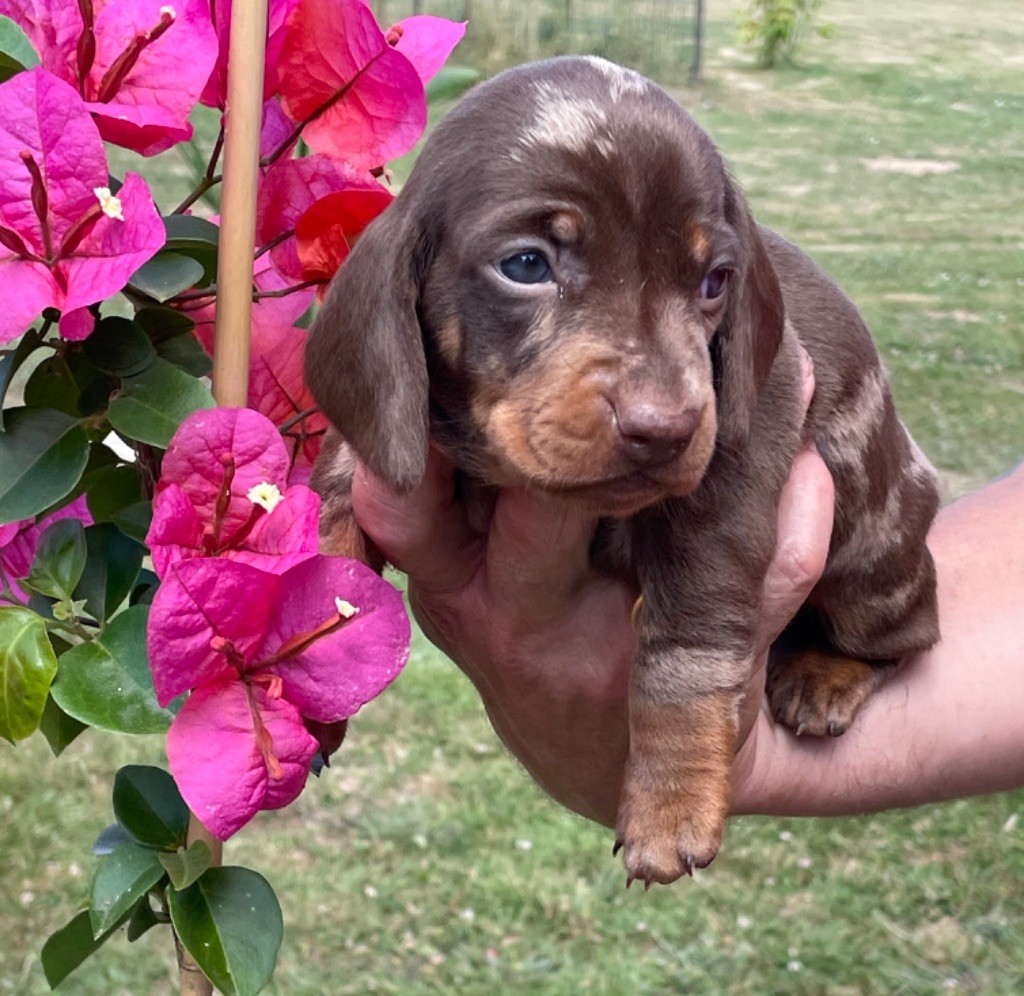 Chiot Teckel poil ras Zadatis