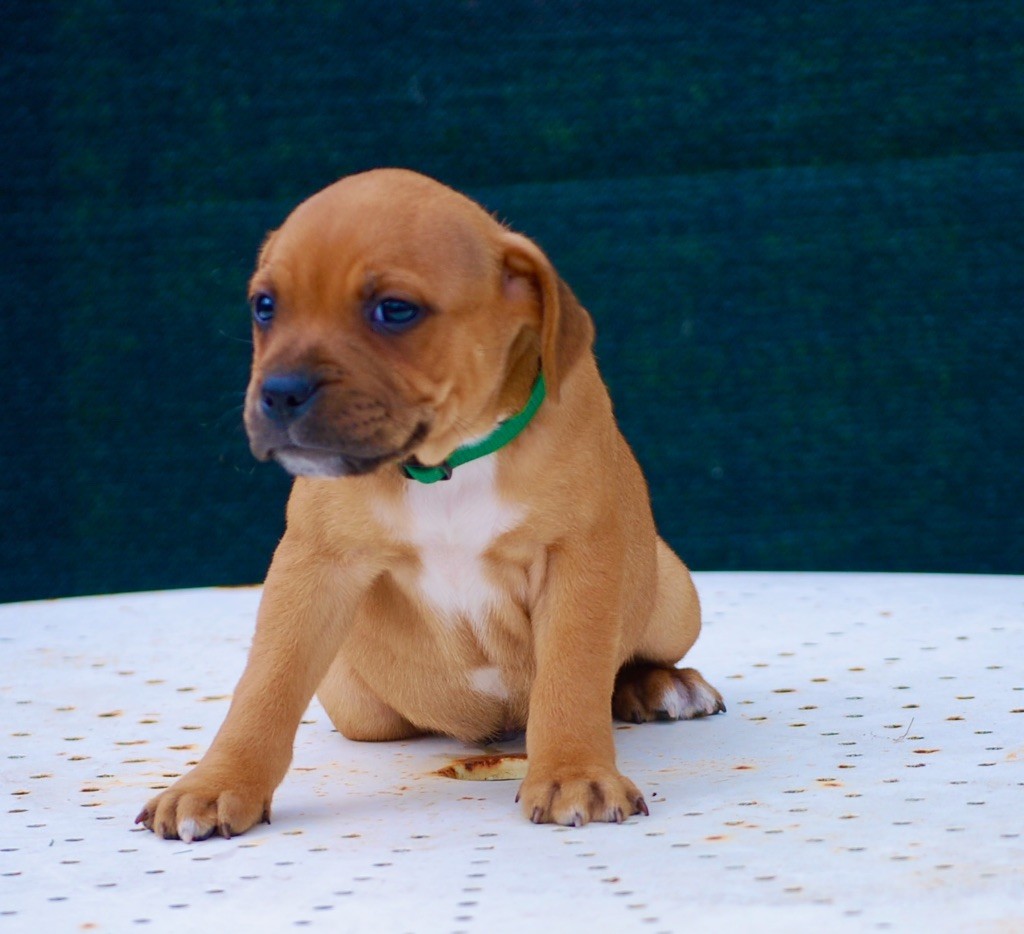 Chiot Staffordshire Bull Terrier Zadatis