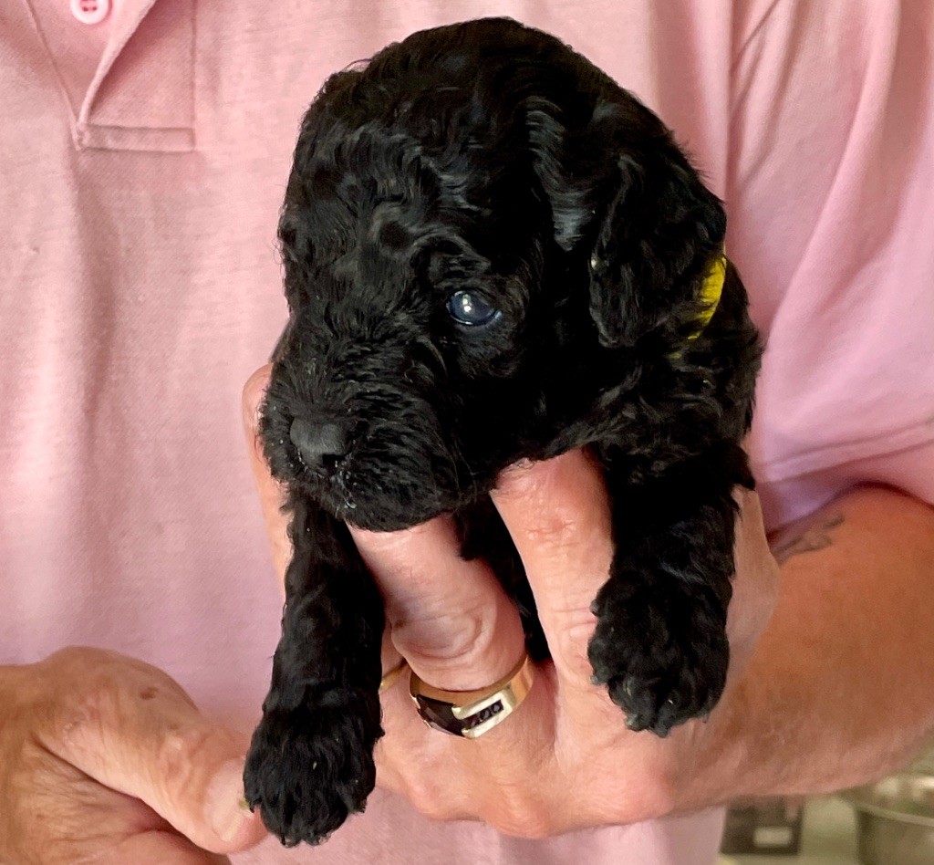 Zadatis - Chiots disponibles - Caniche