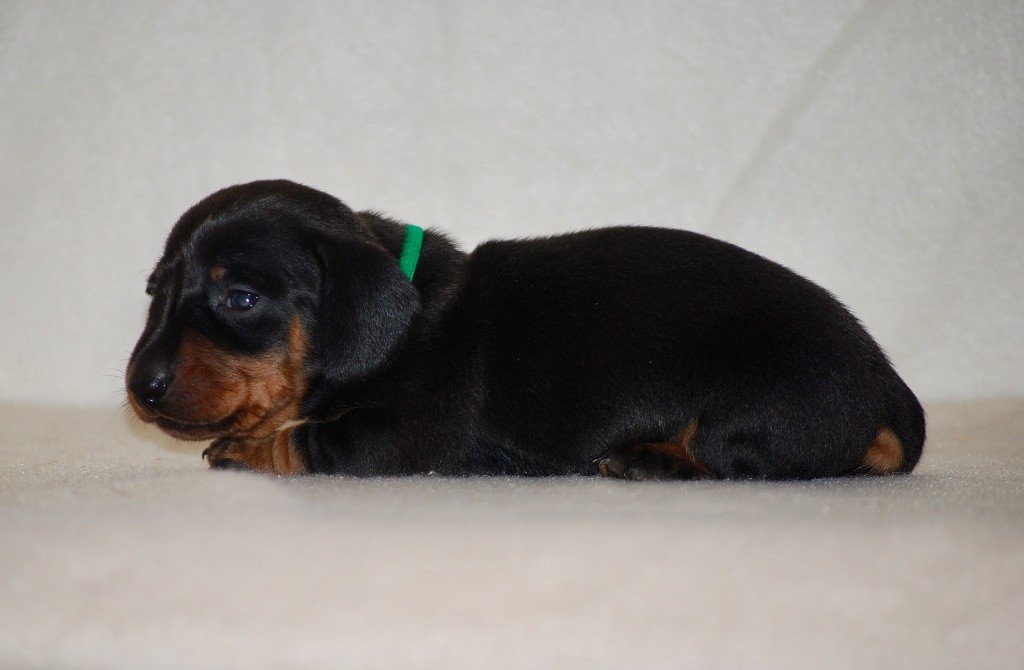 Zadatis - Chiots disponibles - Teckel poil ras