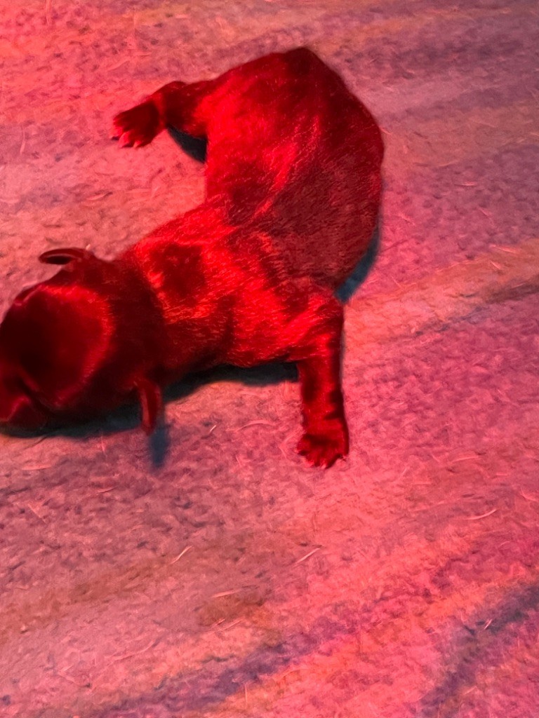 Zadatis - Chiots disponibles - Staffordshire Bull Terrier