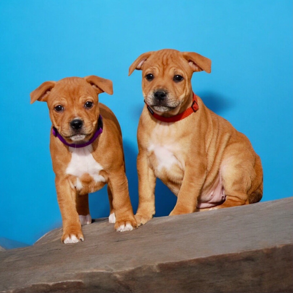 Zadatis - Chiots disponibles - Staffordshire Bull Terrier