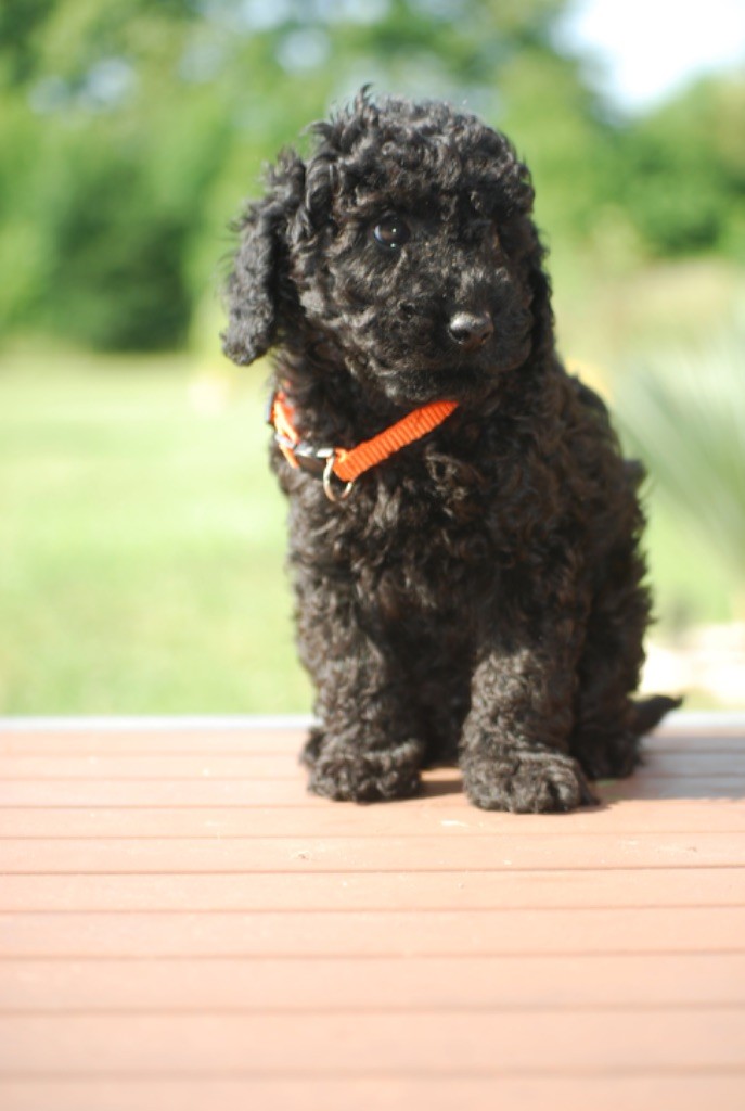 Zadatis - Chiots disponibles - Caniche