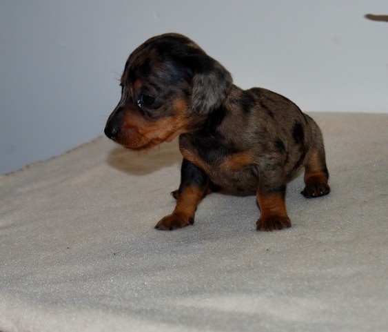 Zadatis - Chiots disponibles - Teckel poil ras