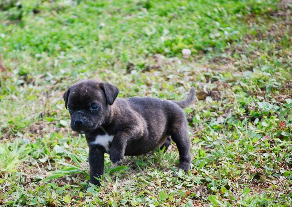 Chiot Staffordshire Bull Terrier Zadatis