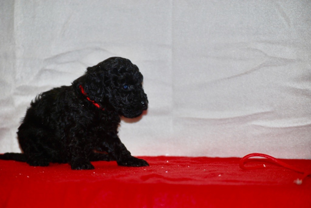 Zadatis - Chiots disponibles - Caniche