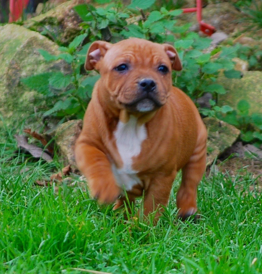Chiot Staffordshire Bull Terrier Zadatis