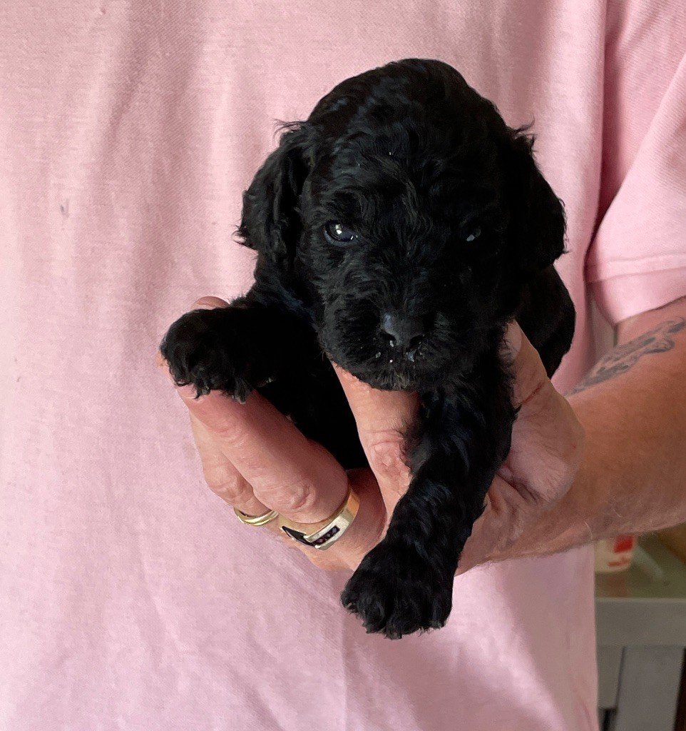 Zadatis - Chiots disponibles - Caniche