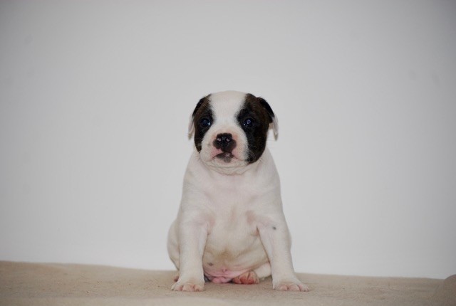 Zadatis - Chiots disponibles - Staffordshire Bull Terrier