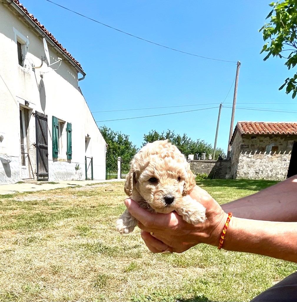 Chiot Caniche Zadatis