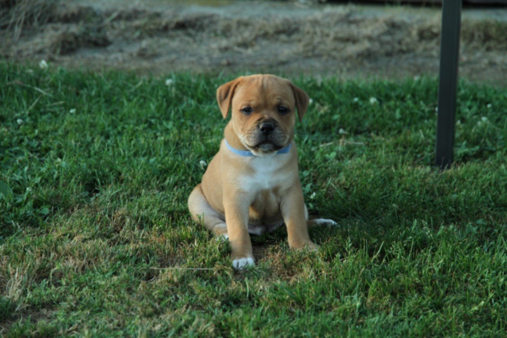 Chiot Staffordshire Bull Terrier Zadatis