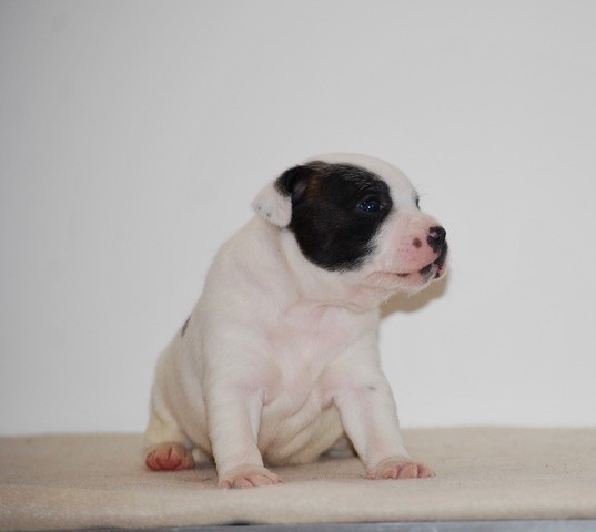 Zadatis - Chiots disponibles - Staffordshire Bull Terrier