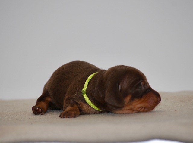 Zadatis - Chiots disponibles - Teckel poil ras