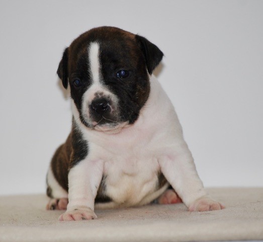Zadatis - Chiots disponibles - Staffordshire Bull Terrier