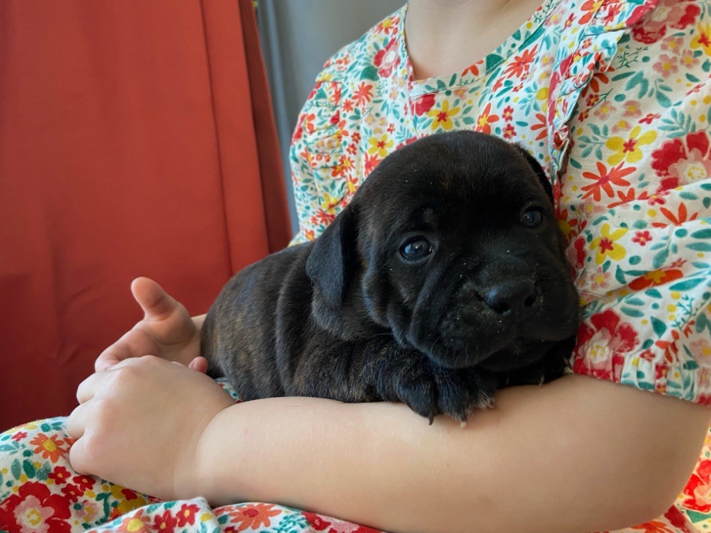Chiot Staffordshire Bull Terrier Zadatis