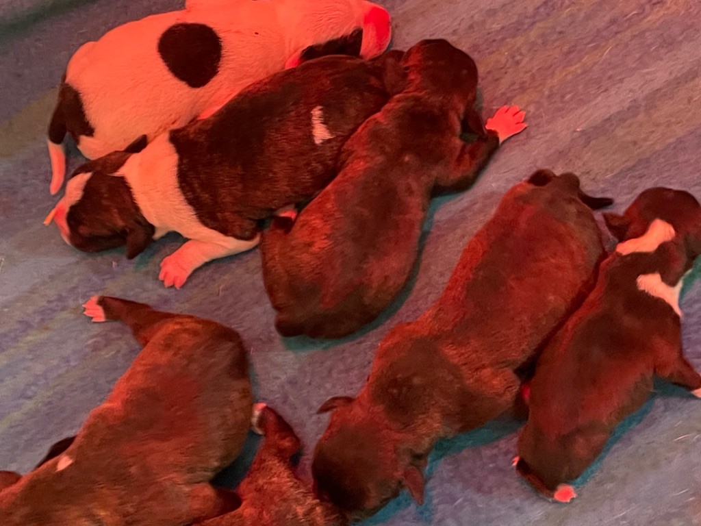 Zadatis - Chiots disponibles - Staffordshire Bull Terrier