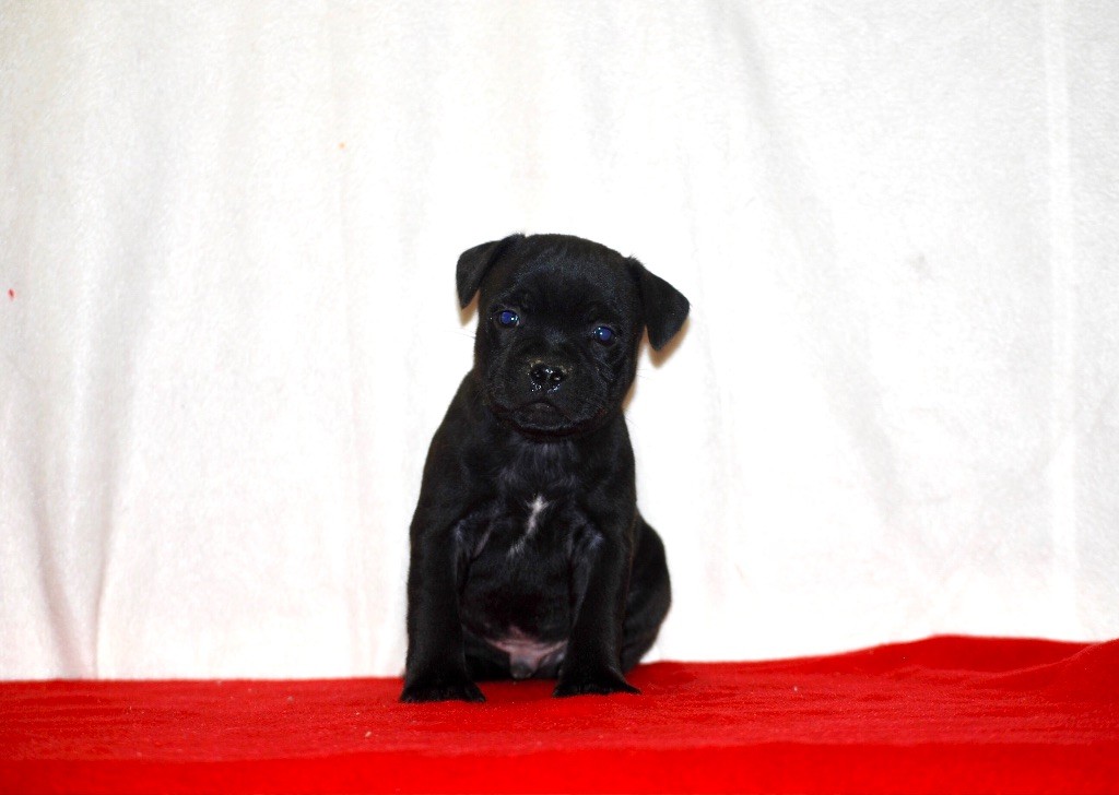 Zadatis - Chiots disponibles - Staffordshire Bull Terrier