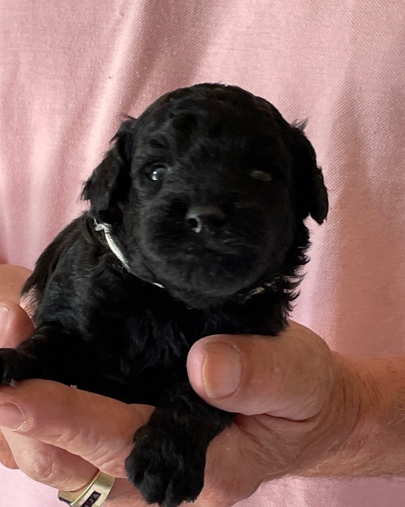 Zadatis - Chiots disponibles - Caniche