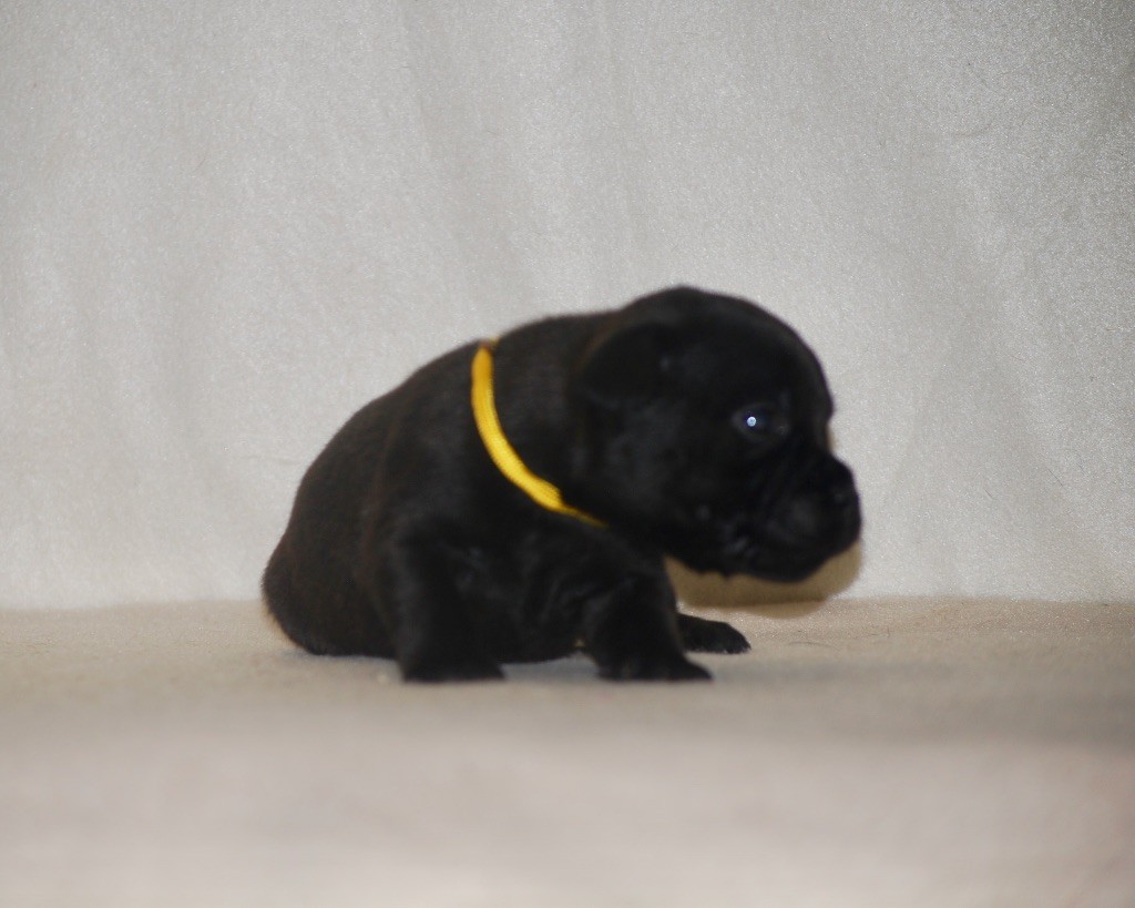 Zadatis - Chiots disponibles - Staffordshire Bull Terrier