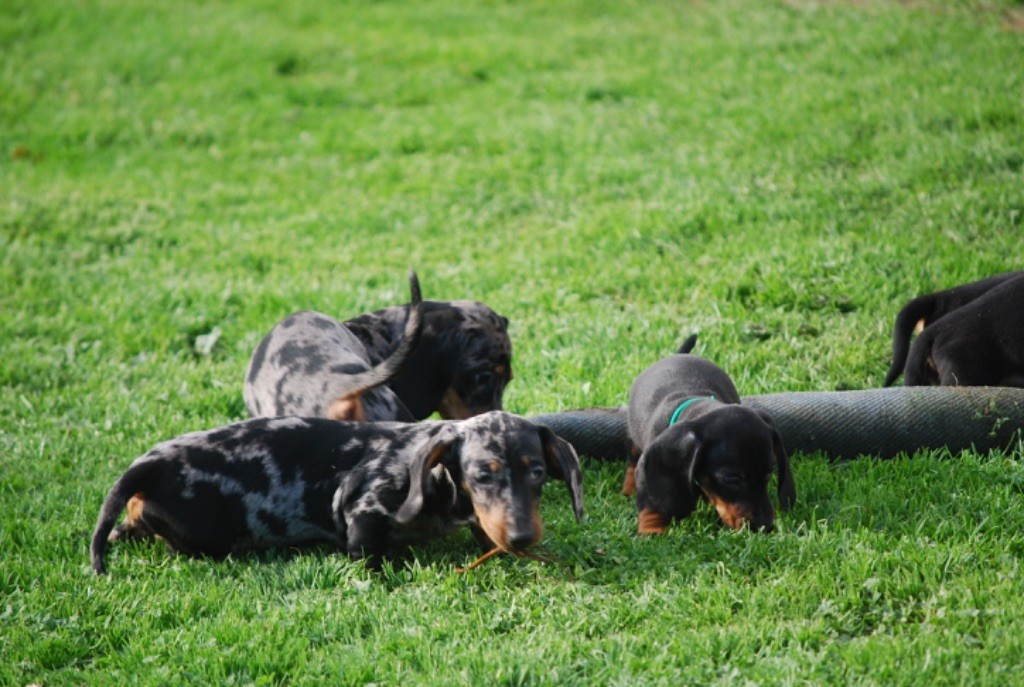 Zadatis - Teckel poil ras - Portée née le 06/08/2025