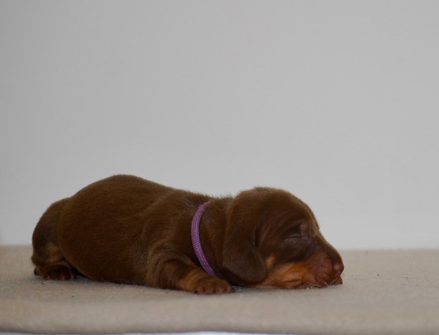 Zadatis - Chiots disponibles - Teckel poil ras
